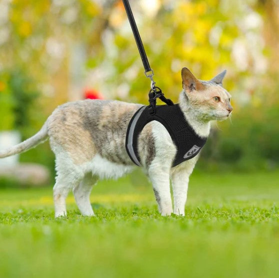 Corda Guia para Gatos (com Prendedor no Tórax) - KatConfort