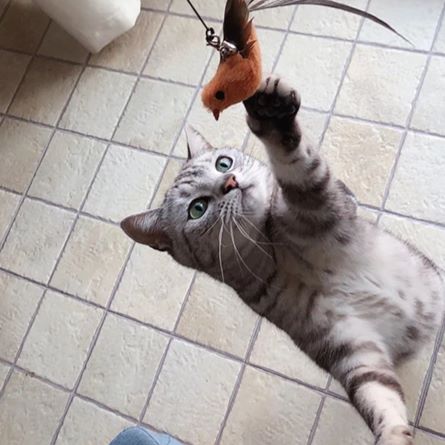 Varinha Interativa para Pets - BirdFunny